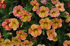Buy top 10 flowering plants in india. Want Show Stopping Annual Flowers Plant These Winners From Colorado State S Trial Garden The Denver Post