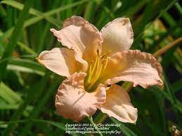 Whether you have just started gardening or are adding to existing gardens our daylily collections are a fantastic way to add to your garden with one simple the daylilies in the fragrant collection range from a subtle to strong scent and sure to make a great addition to any garden. Photo Of The Bloom Of Daylily Hemerocallis Stella S Ruffled Fingers Posted By Joy Garden Org