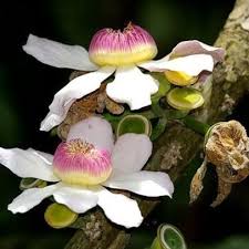 Image result for Tristachya superba