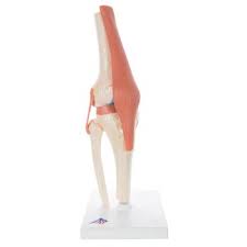 Anatomical Chart Functional Right Knee Joint Model Right