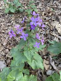 It may be broad, narrow, or needle. Can T Identify Weed Our Guide With Pictures