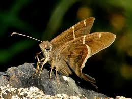 Image result for Telechrysis tripuncta