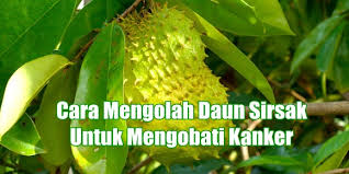 Image result for sirsak