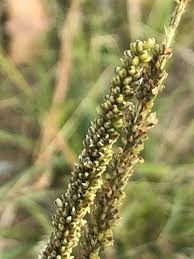 Image result for Sporobolus coromandelianus