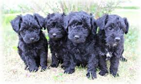 Professional and hobby dog breeders can advertise their puppies for sale online on our free classifeds website. Schnoodles Schnauzer Poodle Mix For Sale In Great Falls Montana Classified Americanlisted Com