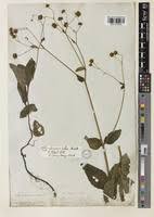 Image result for Adenostemma mauritianum