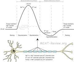 In the skeletal system a thorough orthopedic examination with palpation of the affected area and testing of range of motion is very useful in identifying possible ligament and joint problems. Mcat Biology Flashcards Flashcards Cram Com