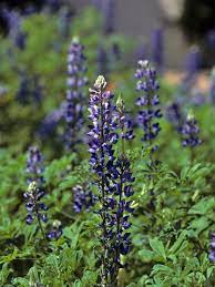 The University Of Texas At Austin Gardening Tips Plant List The University Of Texas At Austin