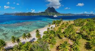 Image result for Faroa affinis