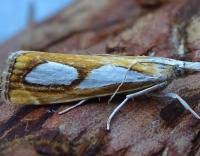 Image result for Catoptria pinella
