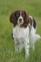 French Spaniel Club - In Québec since 1978