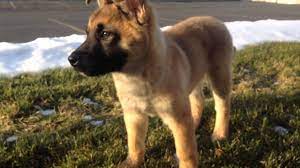 The akita shepherd is a cross between the akita and the german shepherd dogs. German Shepherd Akita Mix 2021 Hybrid Cross Breed Dog Puppies