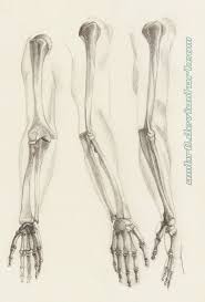 3d model bones human arm anatomy. Pin On Hand