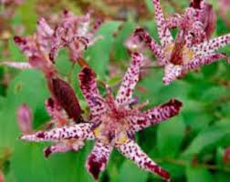 Image result for Tricyrtis `Black Beauty`