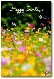 Happy Sunday Quotes Quote Flowers Butterflies Days Of The Week Sunday Sunday Quotes Happy Sunday Happy Sunday Images Happy Sunday Quotes Happy Sunday