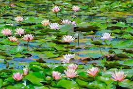 lily ponds lily pond water lily pond flower painting