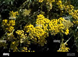 Image result for Helichrysum kirkii