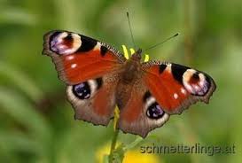 Schmetterlinge Schmetterling Schmetterlingsarten Tagpfauenauge