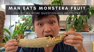 Maybe you would like to learn more about one of these? I Eat Monstera Fruit Monstera Deliciosa Mukbang Rare Tropical Exotic Fruits Vlog 2 Youtube