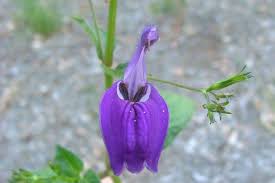 Image result for Brillantaisia pubescens