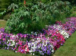 Sep 03, 2016 · the plants i have growing in pots wilt more often than those growing in garden beds, which is common. Become A Smarter Gardener In 2019 Fertilizing Annual Flowers