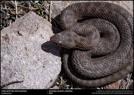 Image result for Bothriocline ruwenzoriensis