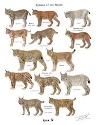 223 Best Tree Of Life Wild Felines Images Animals