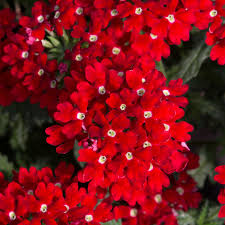 Radicans creeps along sandy, rocky soil, putting down roots wherever it can. Buy Verbena Plug Plants Verbena Aztec Red Plants Brookside Nursery