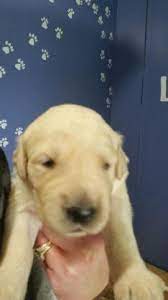 See more ideas about golden retriever, retriever, puppies. Golden Retriever Puppies Part English Cream For Sale In Omaha Nebraska Classified Americanlisted Com