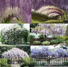 Shade loving vines for zone 9. Chinese Wisteria Sinensis Zone 3 9 Full Sun To Full Shade Prefers Sun Any Soil Water Prefers Moist Well Draine Growing Flowers Fragrant Flowers Wisteria