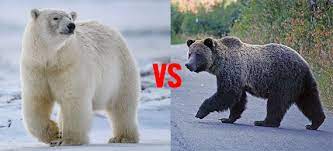 While kids may like to snuggle up with their teddy bear, real bears are wild creatures that can be very dangerous. Play Animal Trivia Questions Answers Animal Quiz Games