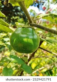 Image result for Gilgiochloa