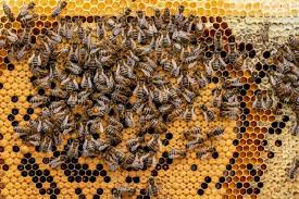 Members of Portsmouth and District Beekeeping Association say 'beekeeping  exploded' during lockdown and are set to hold first convention of the year  at Trafalgar School in Portsmouth