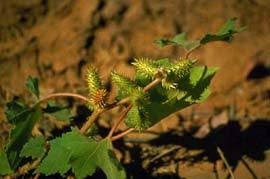 Image result for Vellereophyton dealbatum