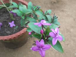 Image result for Eranthemum laxiflorum