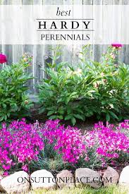 10 Best Hardy Perennial Flowers On Sutton Place Hardy Plants Hardy Perennials Plants