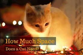 So, did you know how much space do cats need?. How Much Space Does A Cat Need Best Advise Nolonger Wild