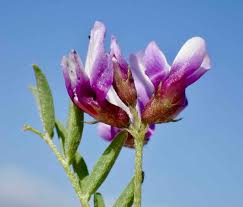 Image result for Astragalus