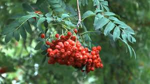 Рябина (sorbus l.) ◆ am rand des gartens standen mehrere ebereschen. Eberesche Vogelbeere Wuchs Und Pflege Youtube