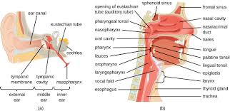In this article, we shall look at the applied anatomy of the nasal cavity, and some of the relevant clinical syndromes. Anatomy And Normal Microbiota Of The Respiratory Tract Microbiology
