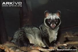 Pin On Viverridea Mongoose