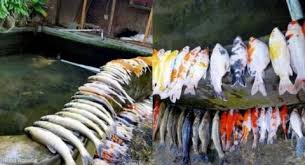 Mesti Hati Hati Ini Arti Mimpi Melihat Ikan Mati