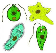 Sebutkan Ciri Ciri Umum Protista Biologi Hisham Id
