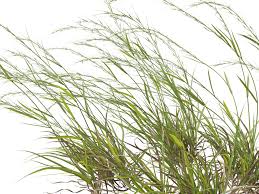 Image result for Aristida stipoides
