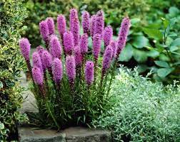 Liatris Spicata Marsh Blazing Star Flowers Perennials Liatris Flower Landscape