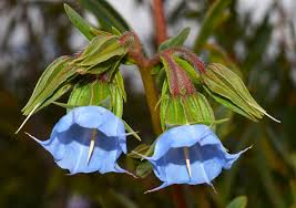 Image result for Trichodesma physaloides