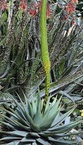 Image result for Aloe nuttii