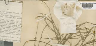 Image result for Rhynchotropis poggei