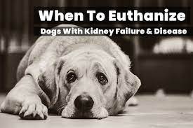Maybe you would like to learn more about one of these? When To Euthanize A Dog With Kidney Failure Or Disease Decision Help