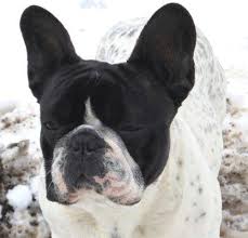 We meet every month for a frenchie party! French Bulldogs From Sonlit For Sale In Farmington Minnesota Classified Americanlisted Com